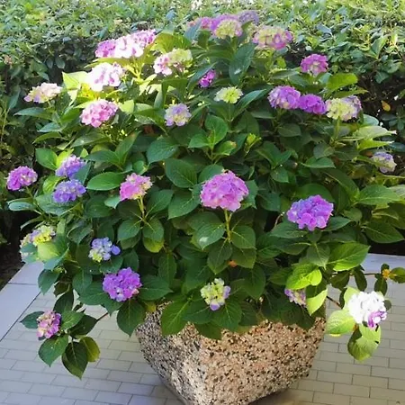 Cristoforo Colombo Cesenatico