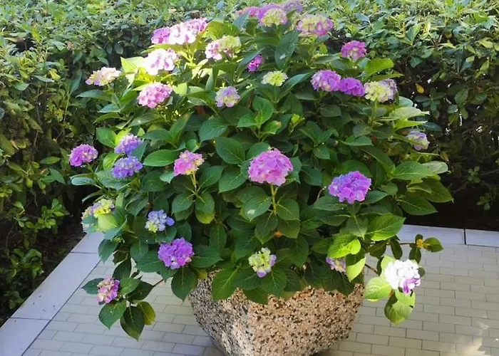 Cristoforo Colombo تْشيزيناتيكو